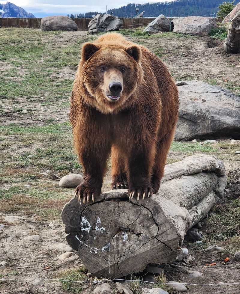 Bella: The Playful Spirit