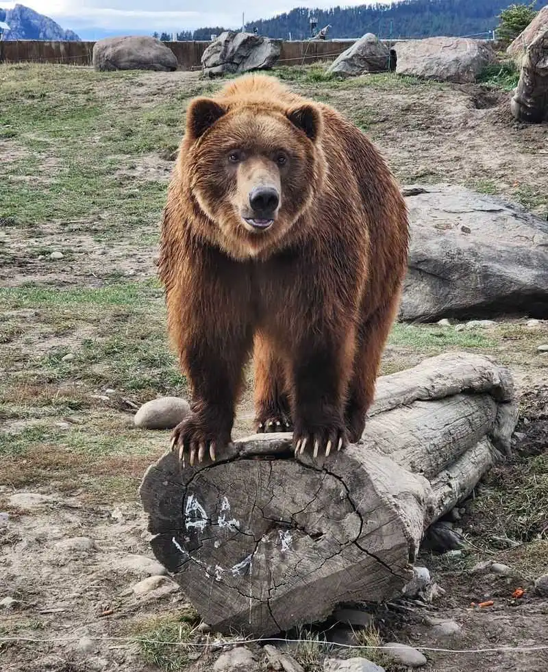 Bella: The Playful Spirit