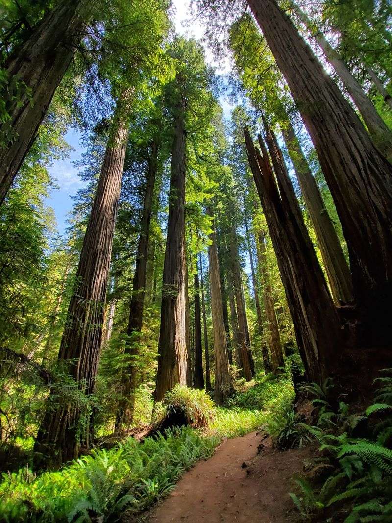 Redwoods National and State Parks &mdash; Northern California