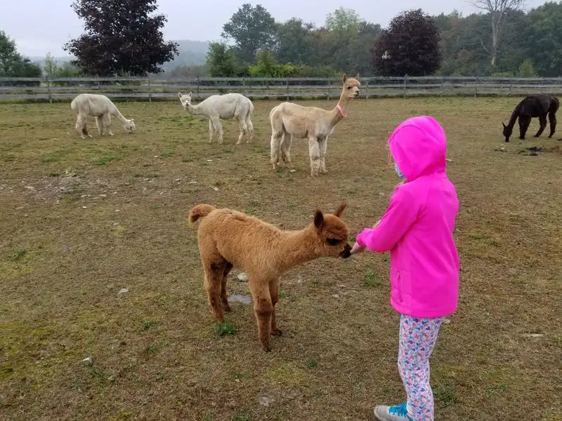 Alpaca 101 For Kids