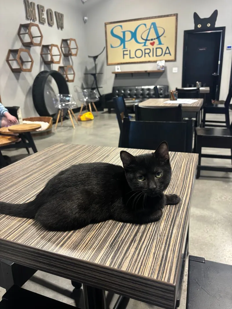 Booking Tips and Best Times