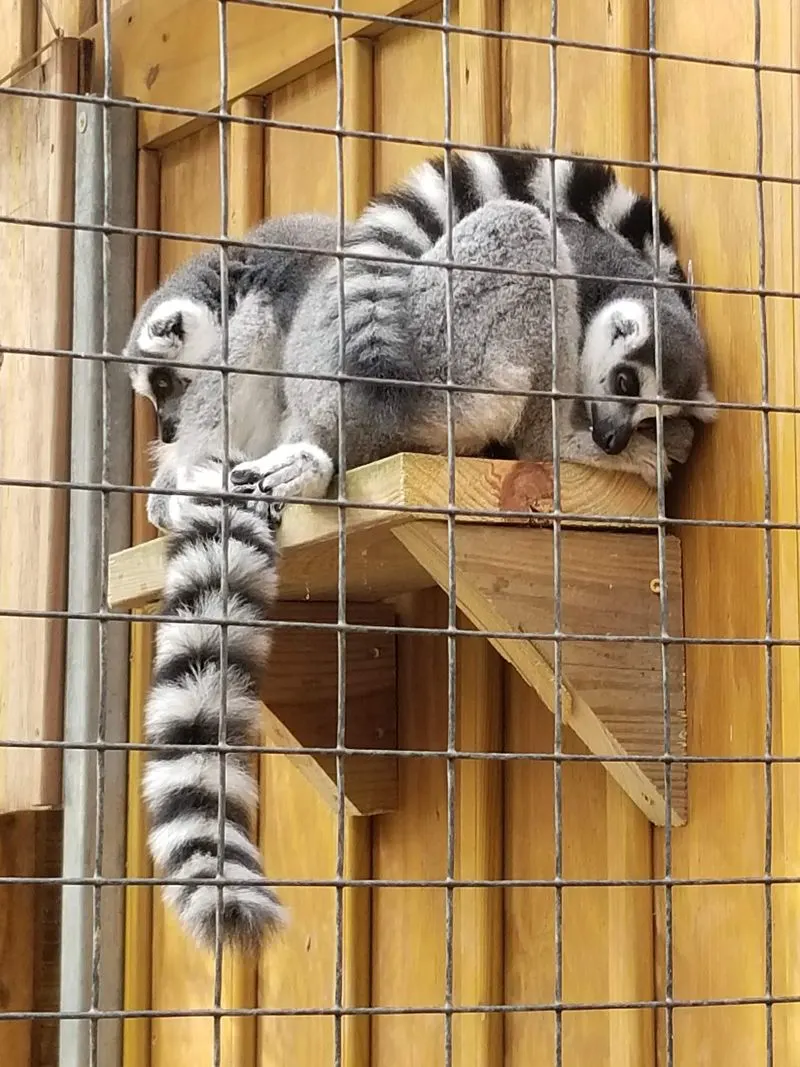 The Resilient Raccoons