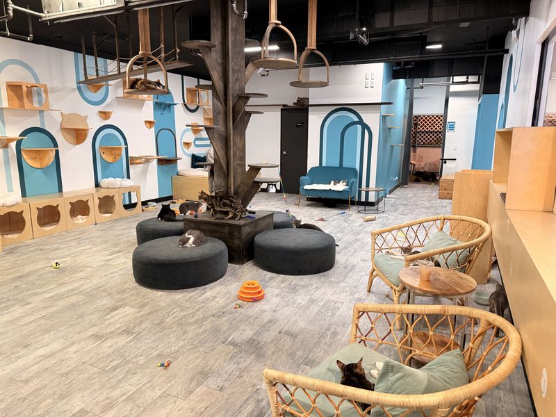 CatCafe Lounge | Cats + Kittens - Venice, CA