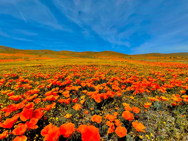 Antelope Valley California Poppy Reserve &mdash; Lancaster