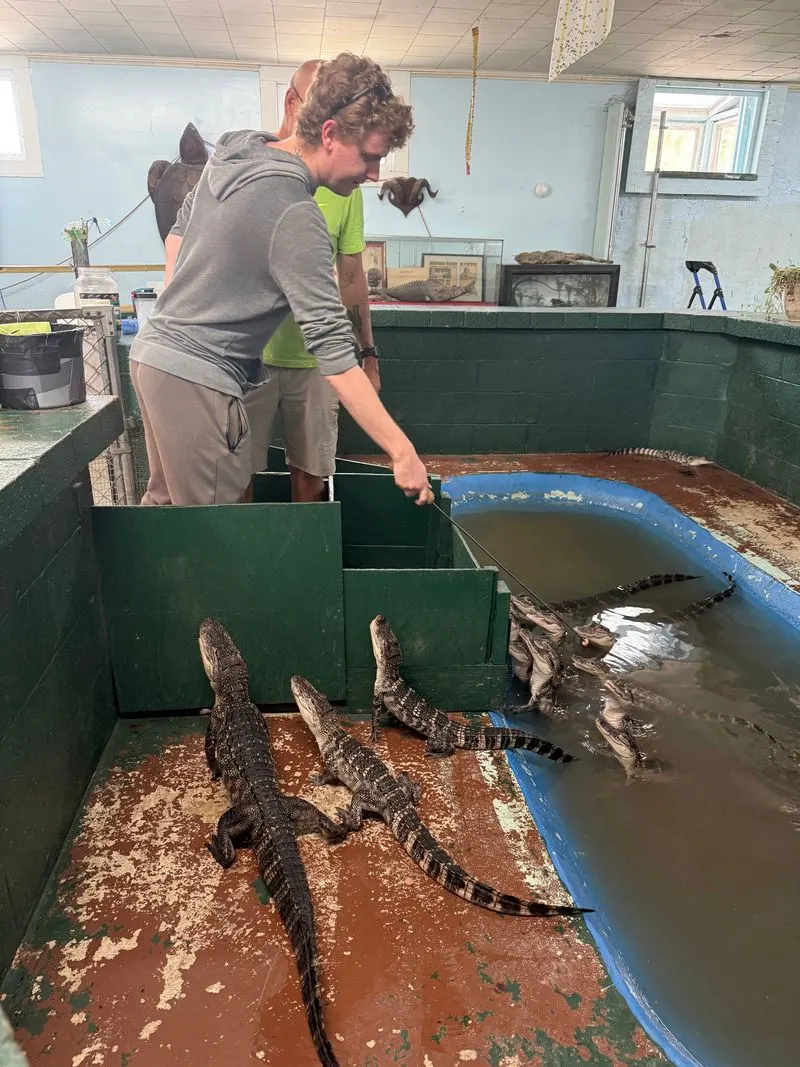 Arkansas Alligator Farm and Petting Zoo (Hot Springs)