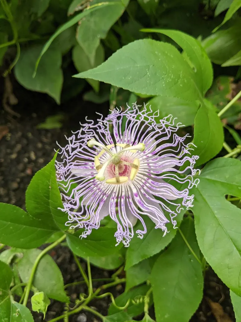 Exotic and Rare Plants