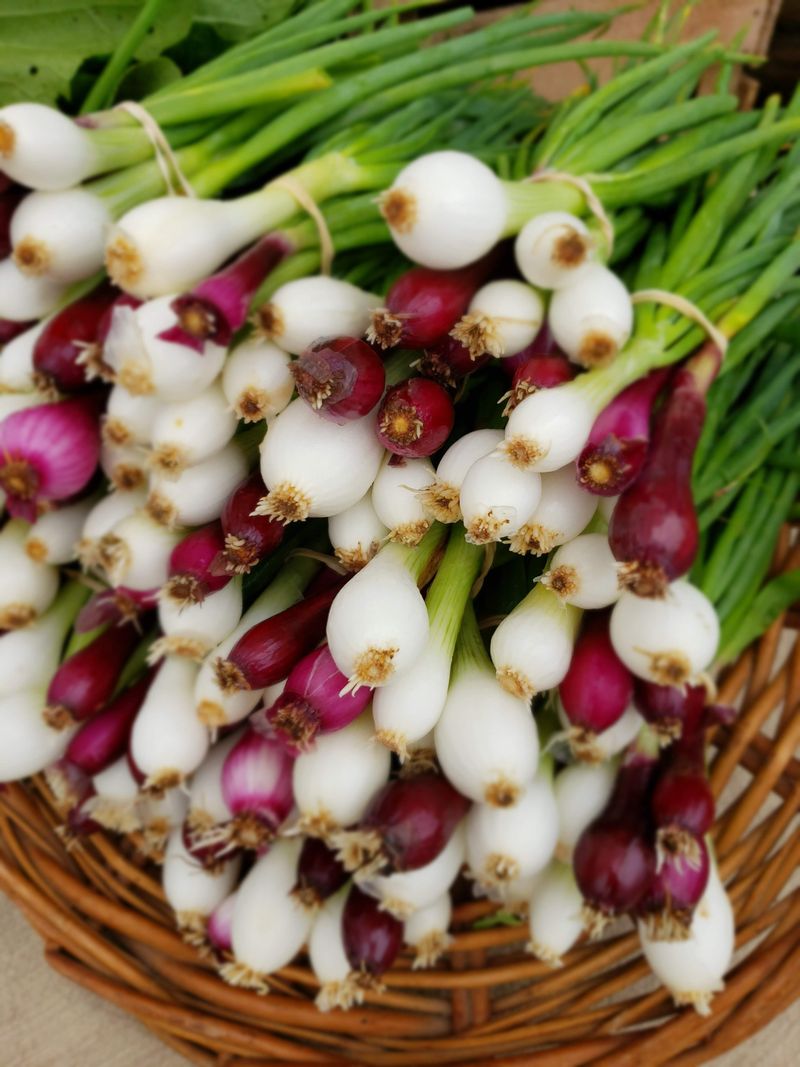 Athens Farmers Market