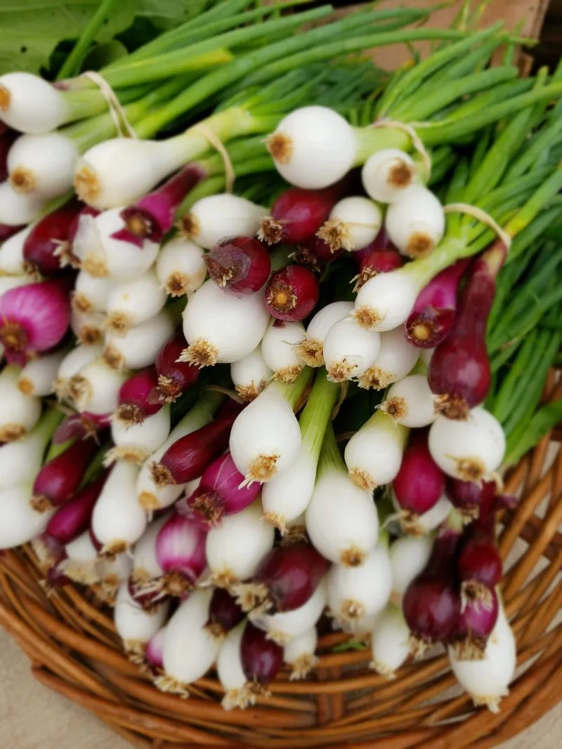 Athens Farmers Market