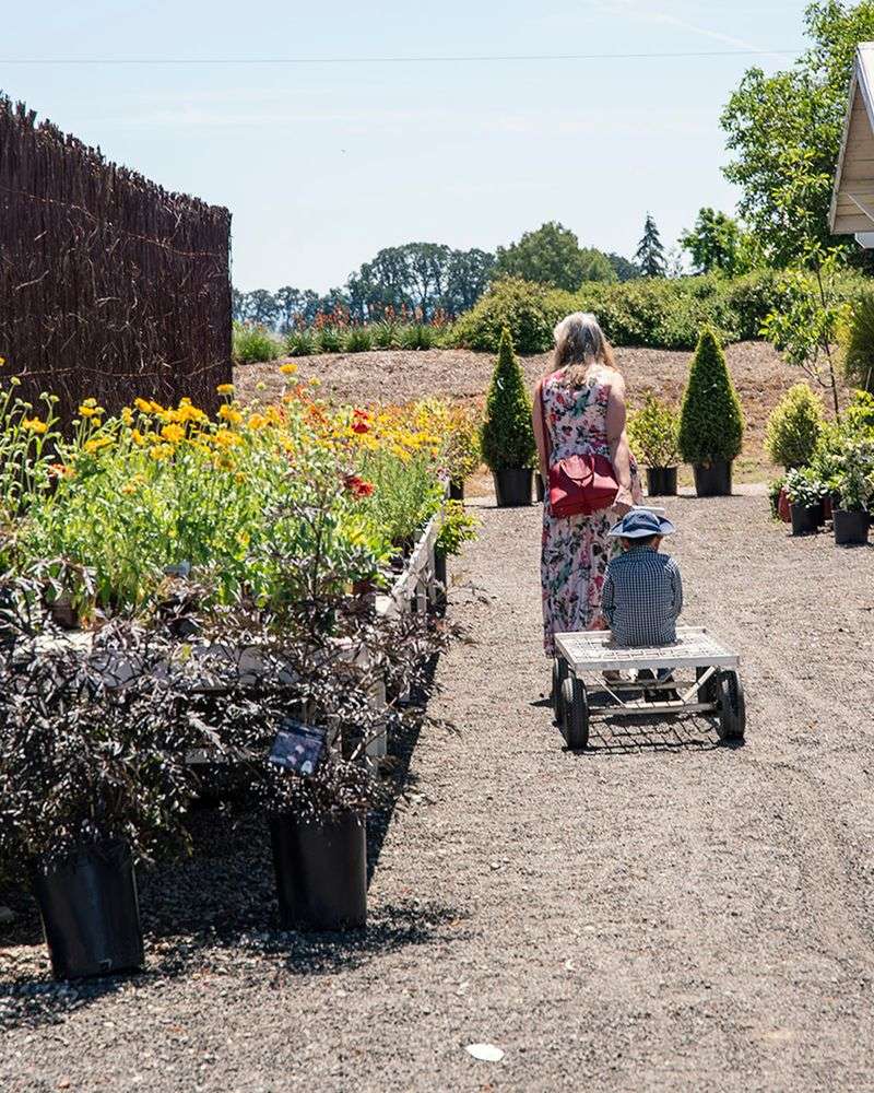 Blooming Junction U-Pick Blooms &mdash; Cornelius, OR