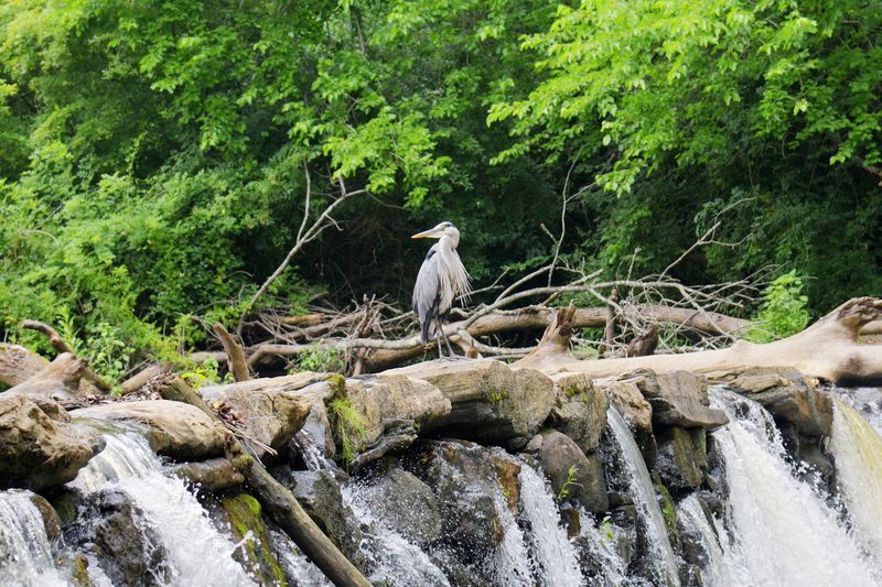 Wildlife Watching and Nature Photography