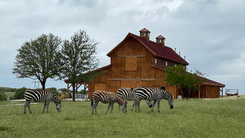Capybara And Zebra Cabins