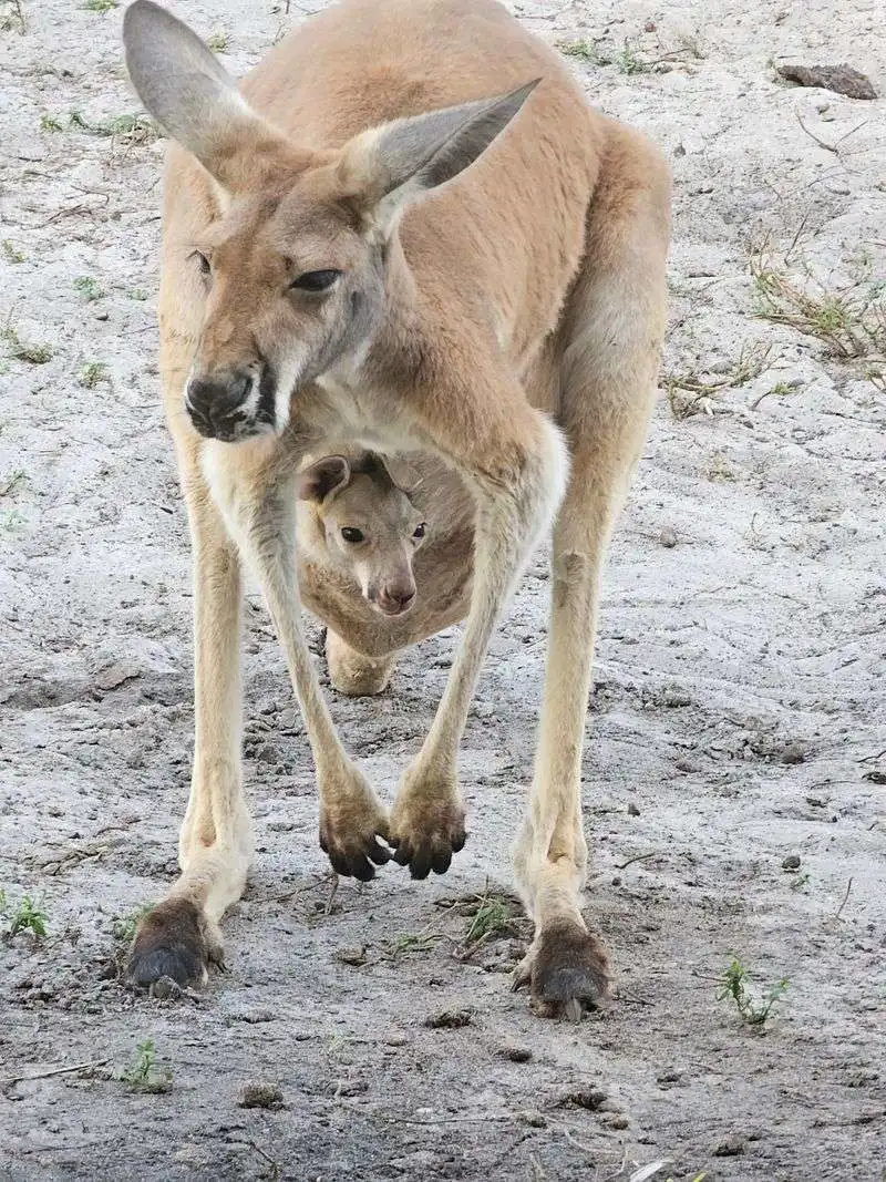 Kangaroo Cuddling