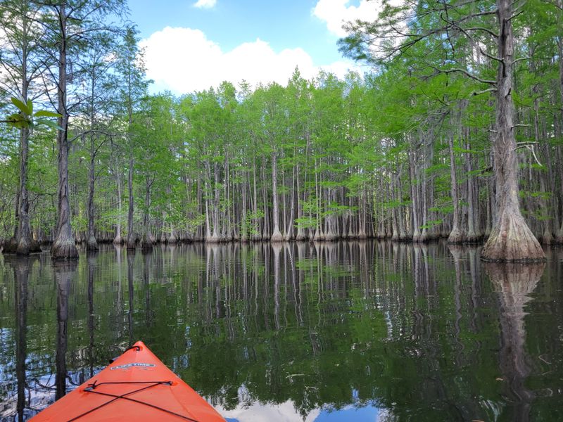 Kayaking Through Narrow Cypress Channels