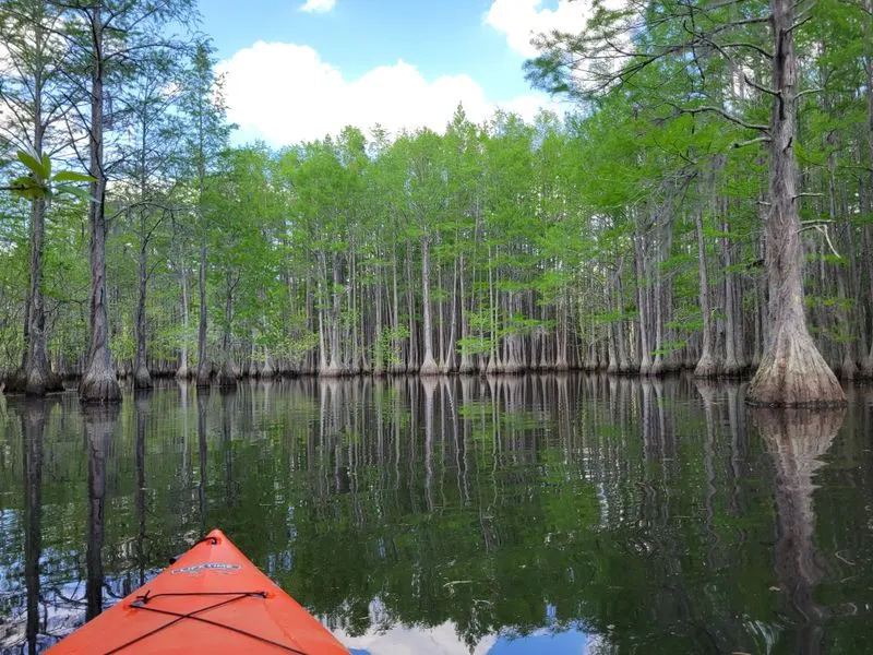 Kayaking Through Narrow Cypress Channels