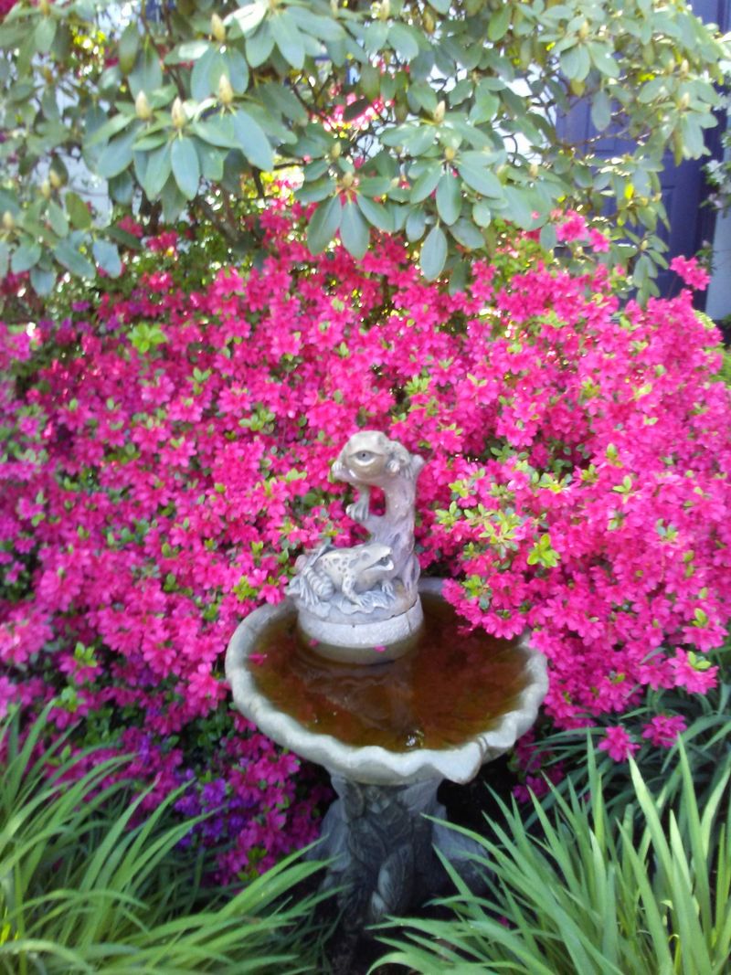 Birdwatching basics and what to listen for