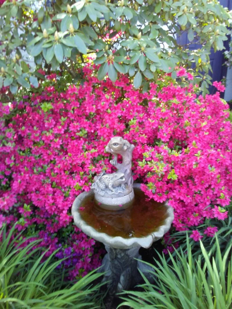 Birdwatching basics and what to listen for