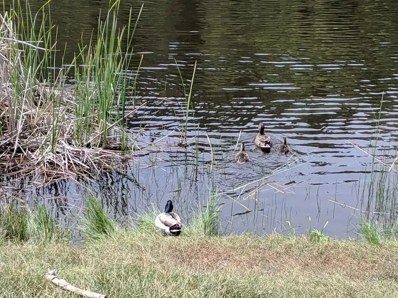 Wildlife in a True Mountain Habitat