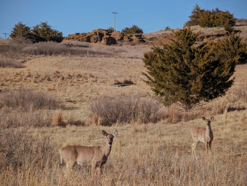 Wildlife Watching Without the Noise