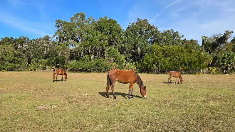 Cumberland Island