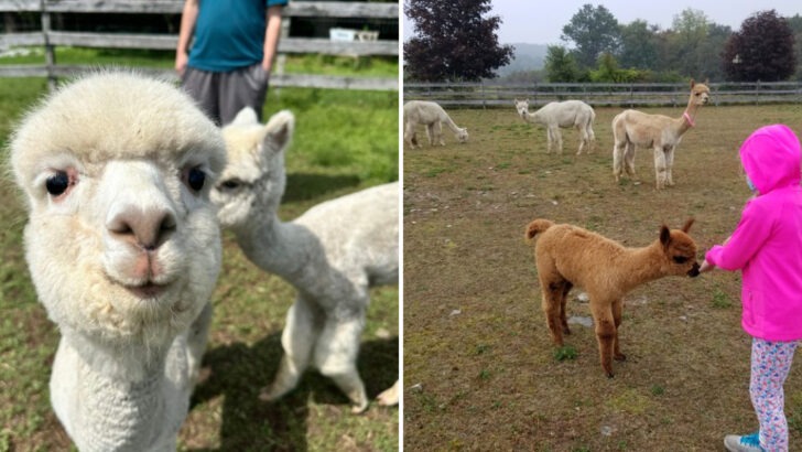 People bring their kids from all over Pennsylvania to this family-run alpaca farm