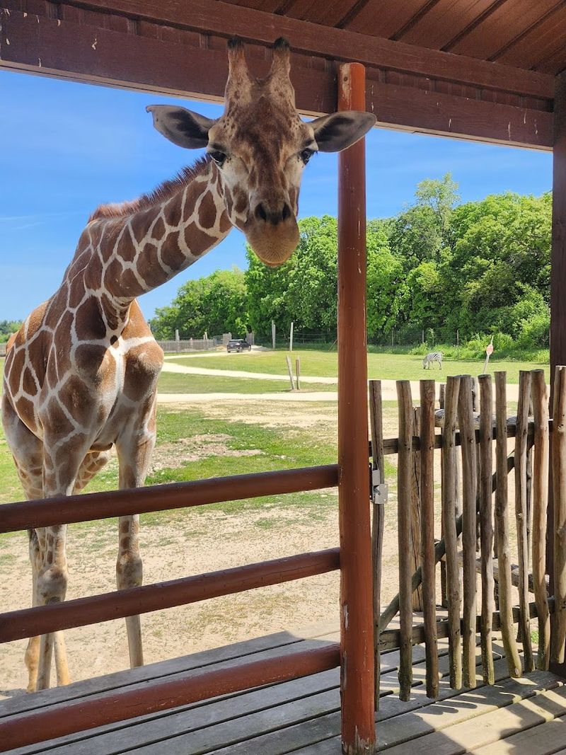 Up-Close Giraffe Encounter