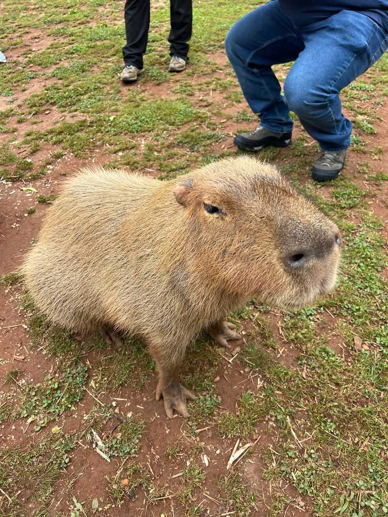Young Capybara Experience