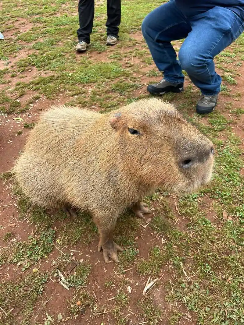 Young Capybara Experience