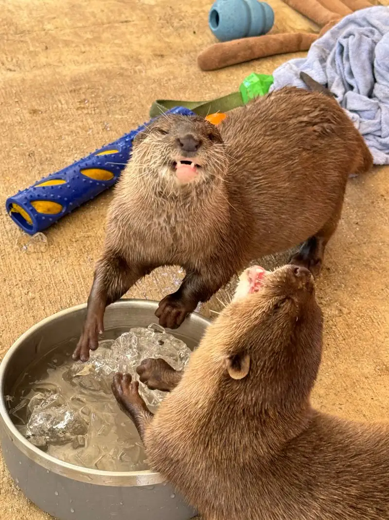 Educational Animal Shows