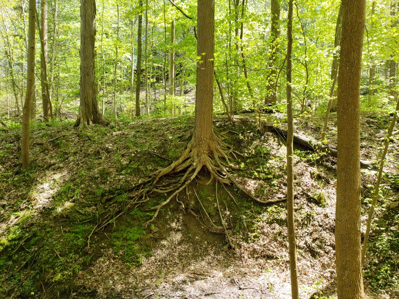 Nature Trails and Wildlife