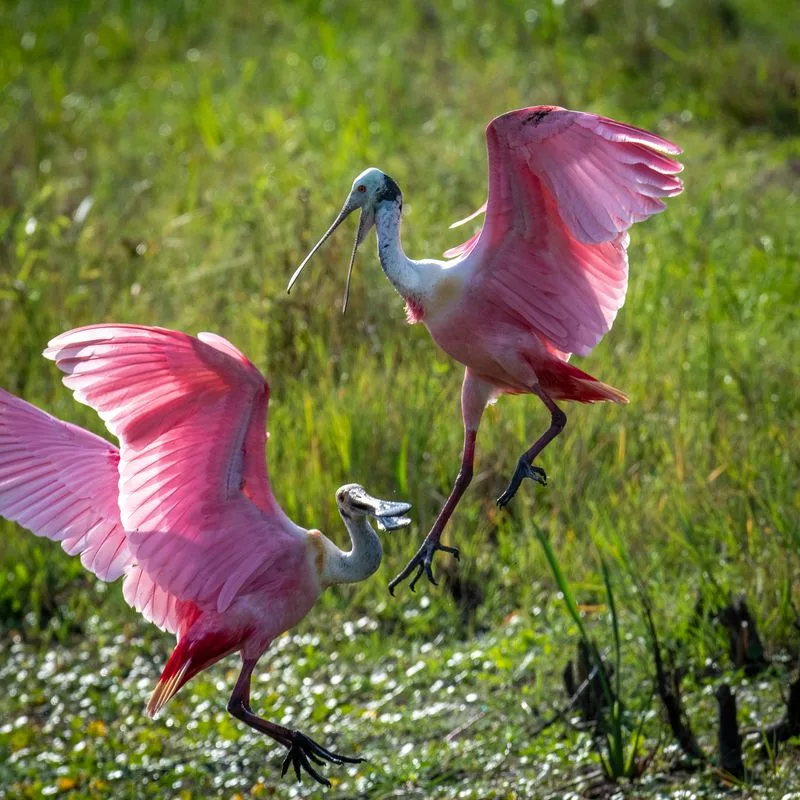 Where to Find Spoonbills, Herons, and Egrets