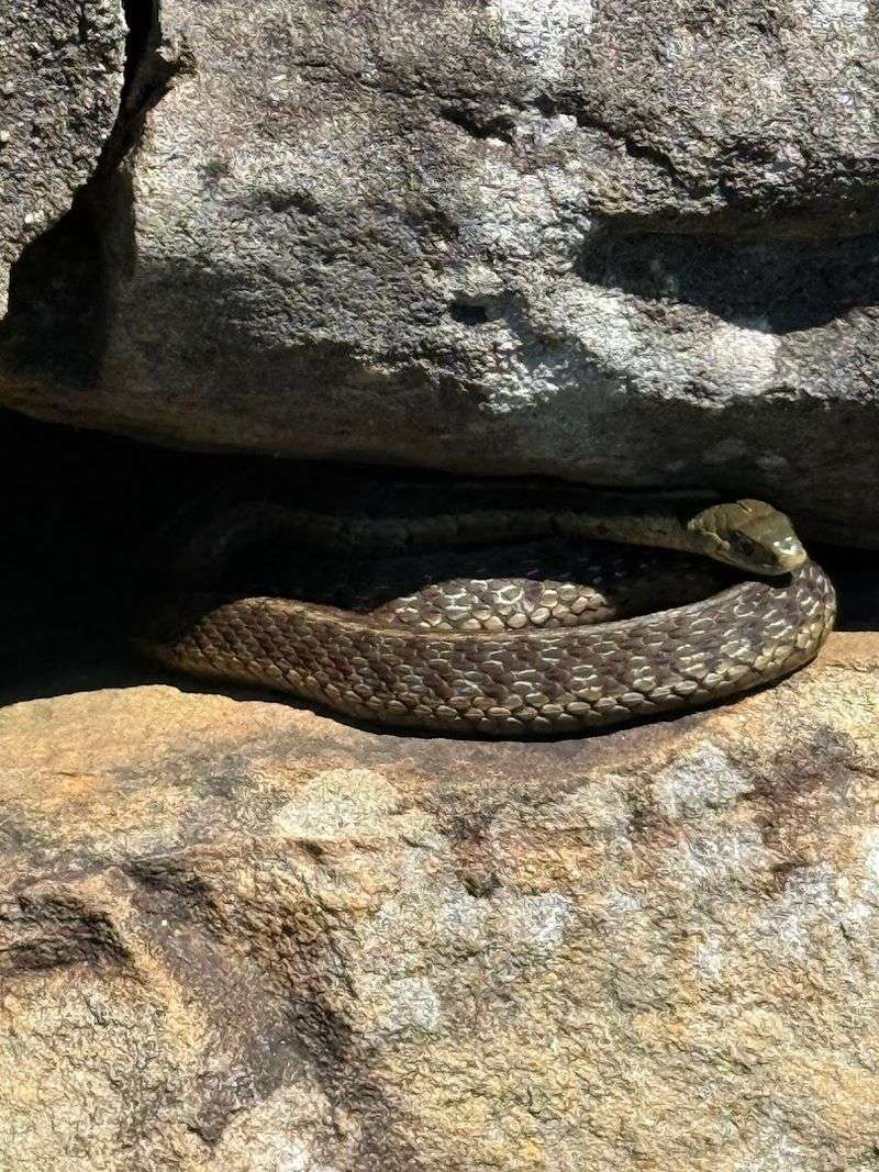Spotting Wildlife from the Observation Area: Nature Watching