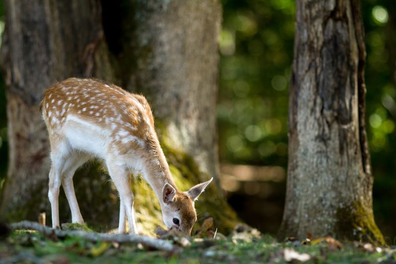 Educational Opportunities