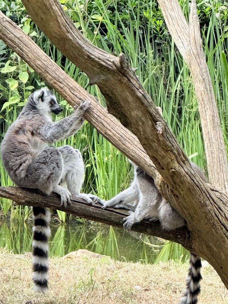 The Community Connection