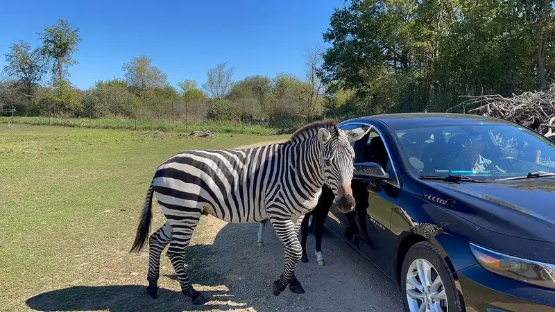 Captivating Animal Diversity