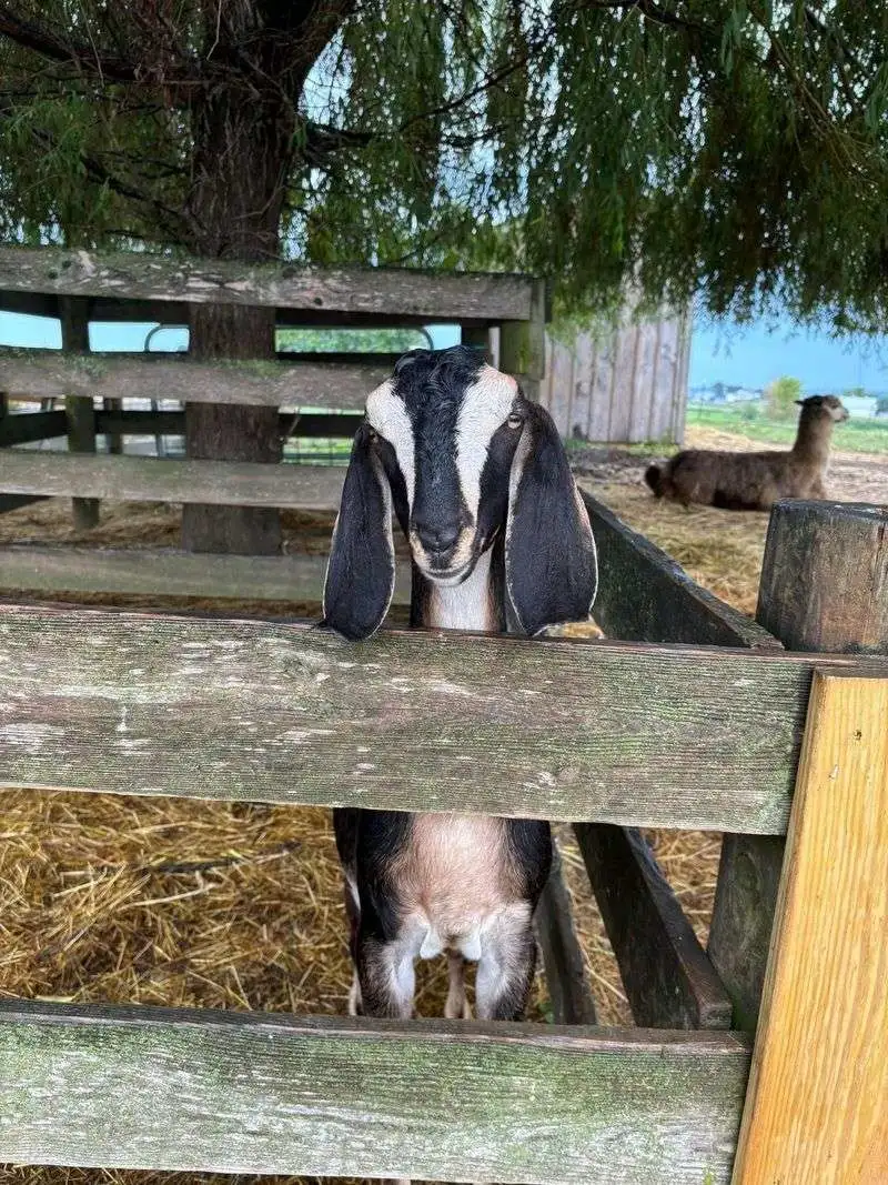 Sample 2-Day Itinerary: Rails, Animals, and Theater