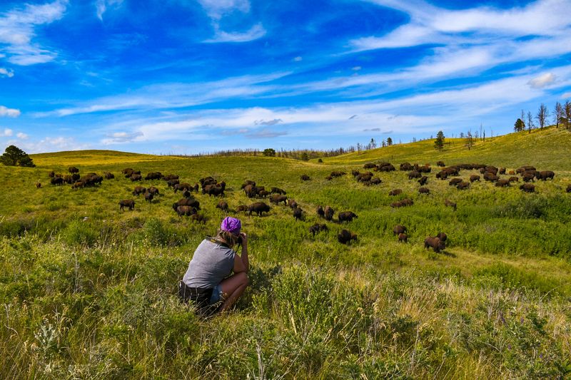 Park History, Conservation, and the Buffalo Roundup
