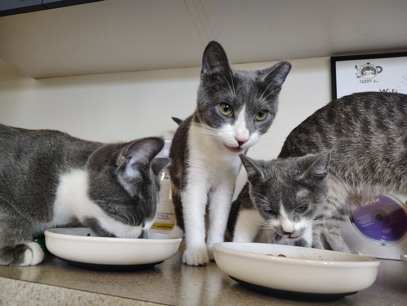 Tabby Tea Cat Lounge & Adoption Center &mdash; Davis, CA