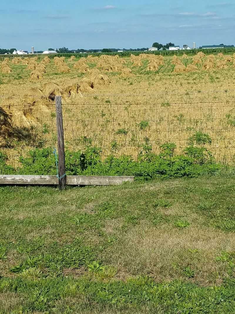 Country Road Buggy Routes