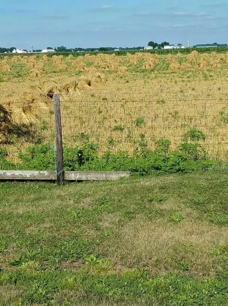 Country Road Buggy Routes