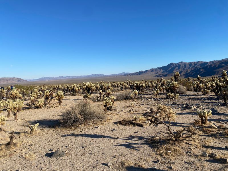 Joshua Tree National Park &mdash; Southern California