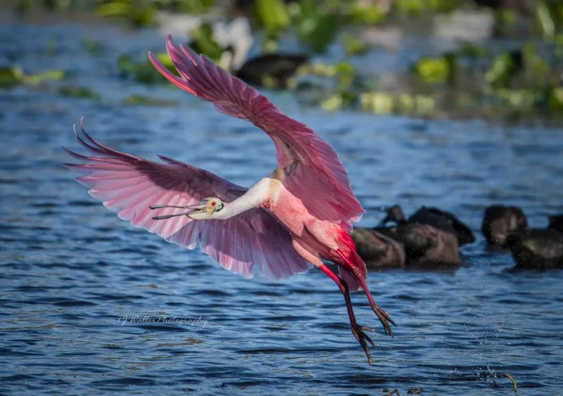 Camera Settings for Flight and Behavior