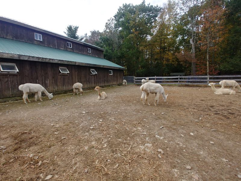 Quick Contacts And Essentials