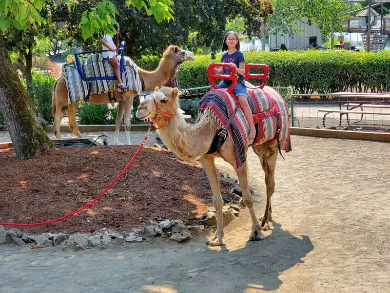 Kid-Friendly Stops: Petting Area and Playground