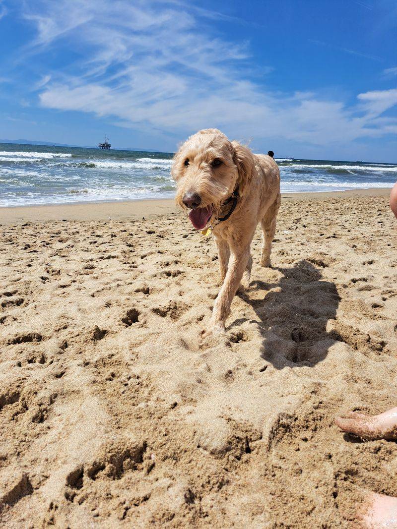 Huntington Dog Beach &mdash; Huntington Beach, CA