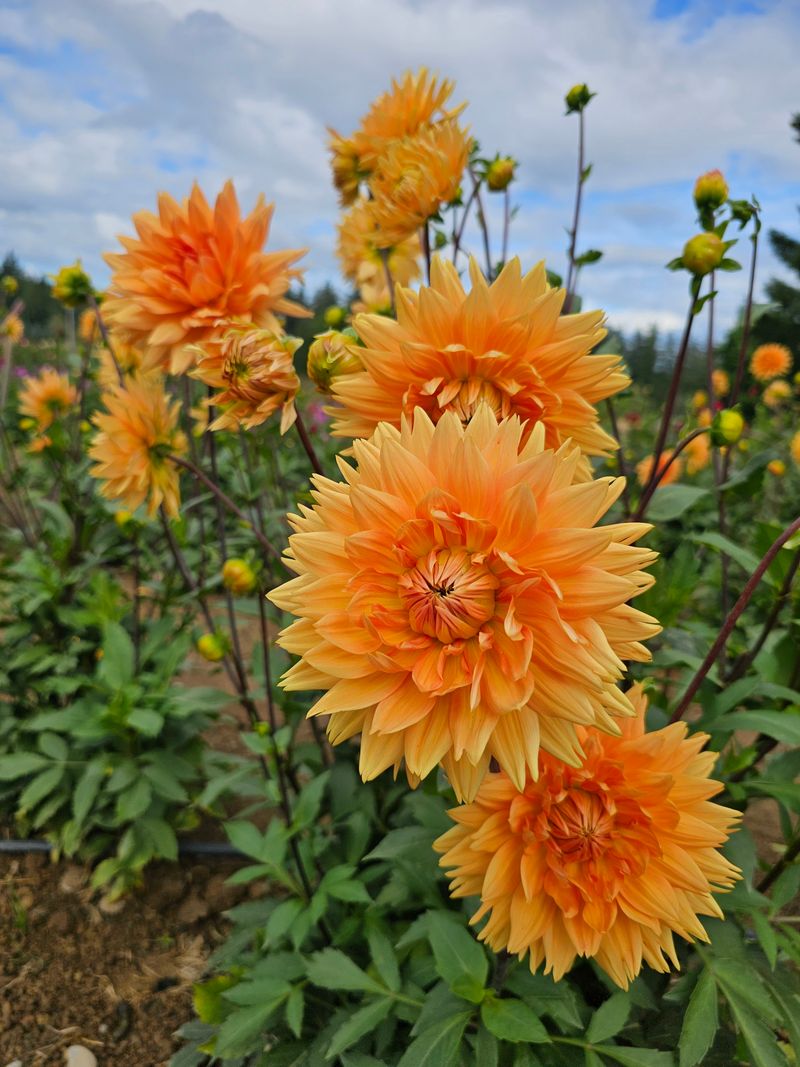 Lynch Creek Dahlias (Shelton)