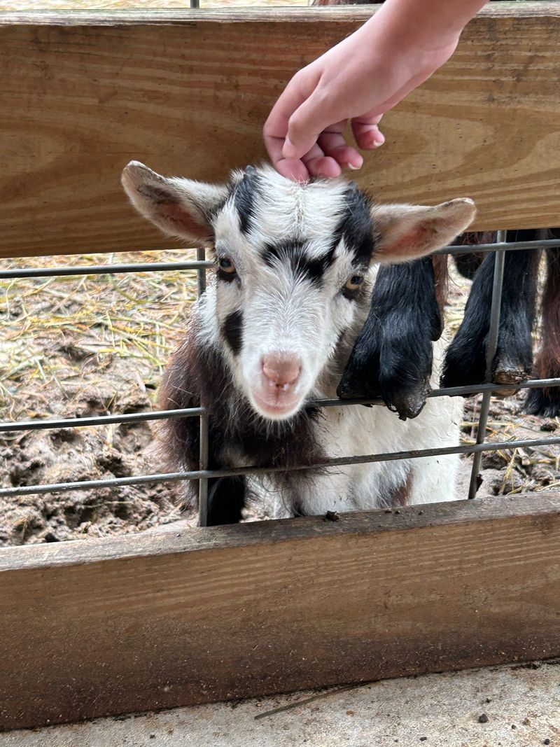 Petting Zoo Fun