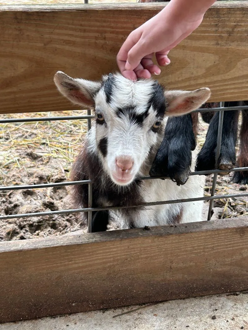 Petting Zoo Fun