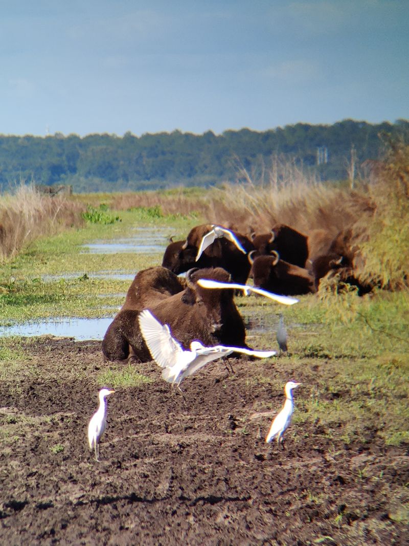 More than horses: bison, birds, and scenery