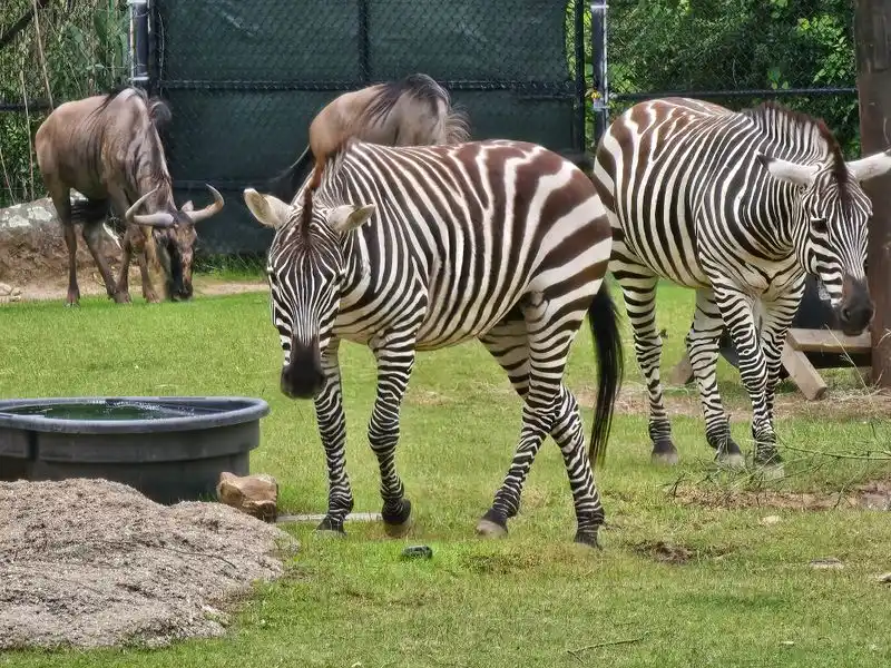 Little Rock Zoo (Little Rock)