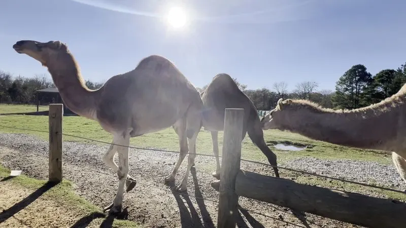 Camels: Desert Nomads